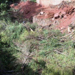 Ciudadanos Fuengirola denuncia la tala indiscriminada de árboles y abandono de restos en Torreblanca del Sol